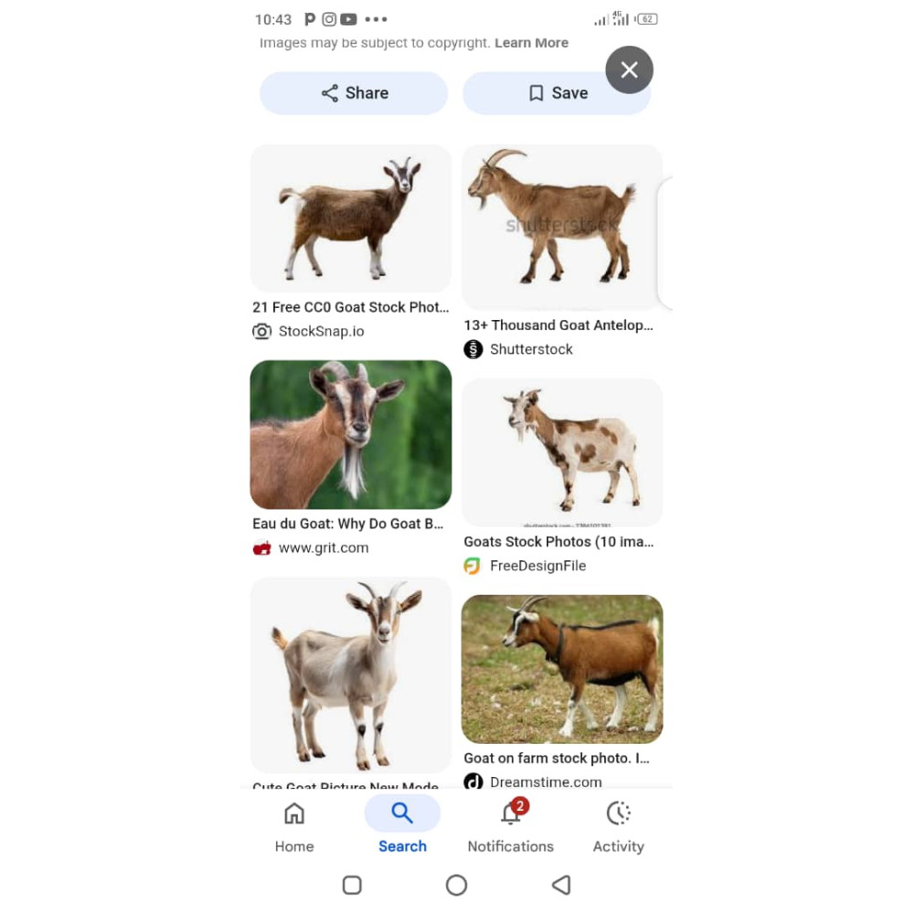 Roasted full goat meat
