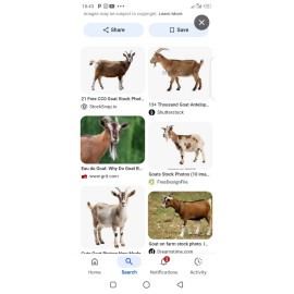 Roasted full goat meat
